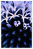 Allium and insect
